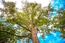 Best Lawn Maintenance Plans  in San Dimas, CA
