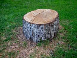 Professional Tree Care in San Dimas, CA