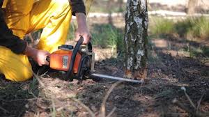 Best Seasonal Cleanup (Spring/Fall)  in San Dimas, CA