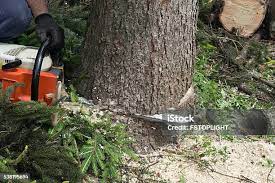 Mulching Services in San Dimas, CA