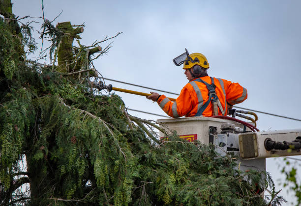 How Our Tree Care Process Works  in  San Dimas, CA