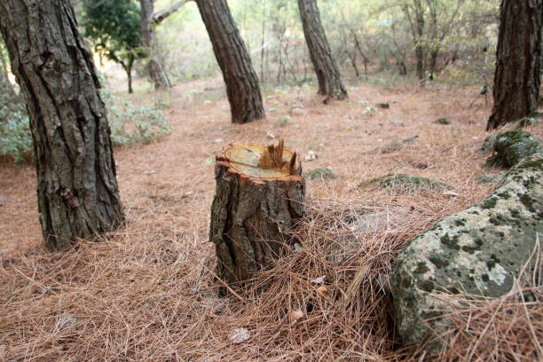 Best Stump Grinding and Removal  in San Dimas, CA