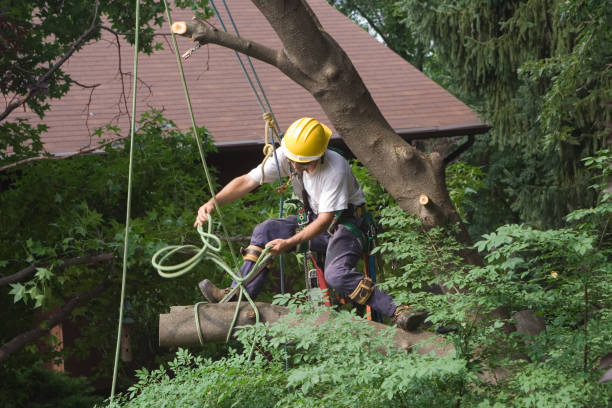 Best Tree Disease Treatment  in San Dimas, CA