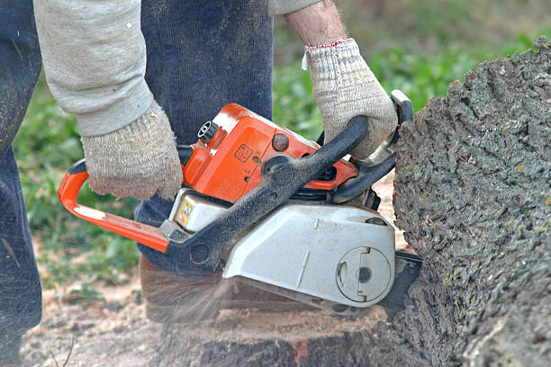 Best Pest Control for Lawns  in San Dimas, CA