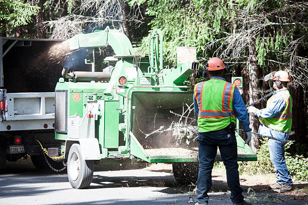 Best Fruit Tree Pruning  in San Dimas, CA