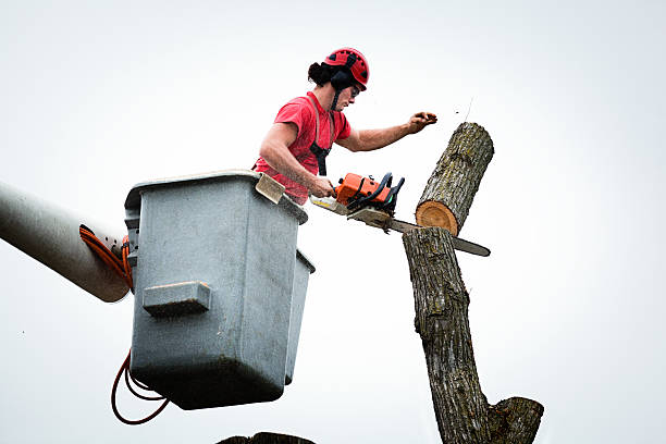 Best Tree Risk Assessment  in San Dimas, CA