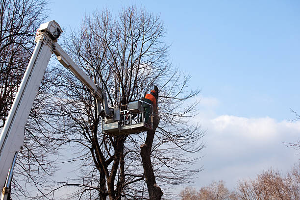 Best Emergency Tree Removal  in San Dimas, CA