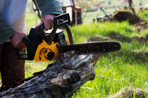 Best Tree Maintenance Programs  in San Dimas, CA