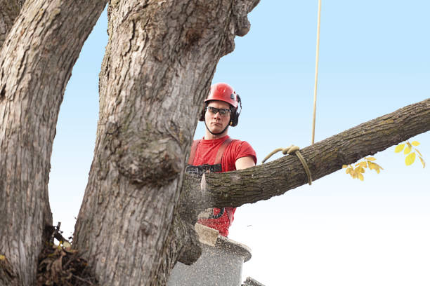 Best Soil Testing and Treatment  in San Dimas, CA